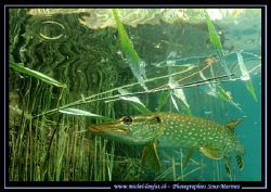 A beautiful Adult Pike fish - close to the surface ... :O... by Michel Lonfat 